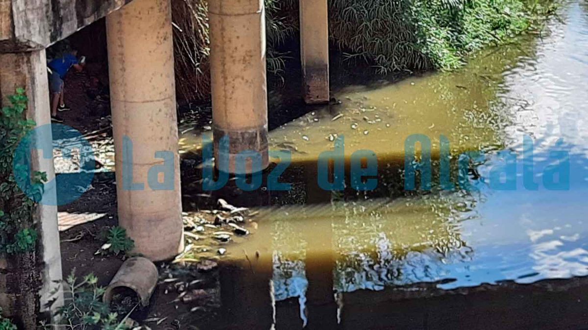 Peces muertos aparecidos el 15 de septiembre de 2021 junto al Puente Romano / LVA