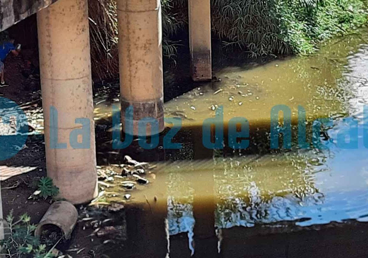 Peces muertos aparecidos el 15 de septiembre de 2021 junto al Puente Romano / LVA
