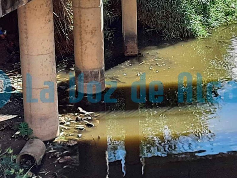 Peces muertos aparecidos el 15 de septiembre de 2021 junto al Puente Romano / LVA