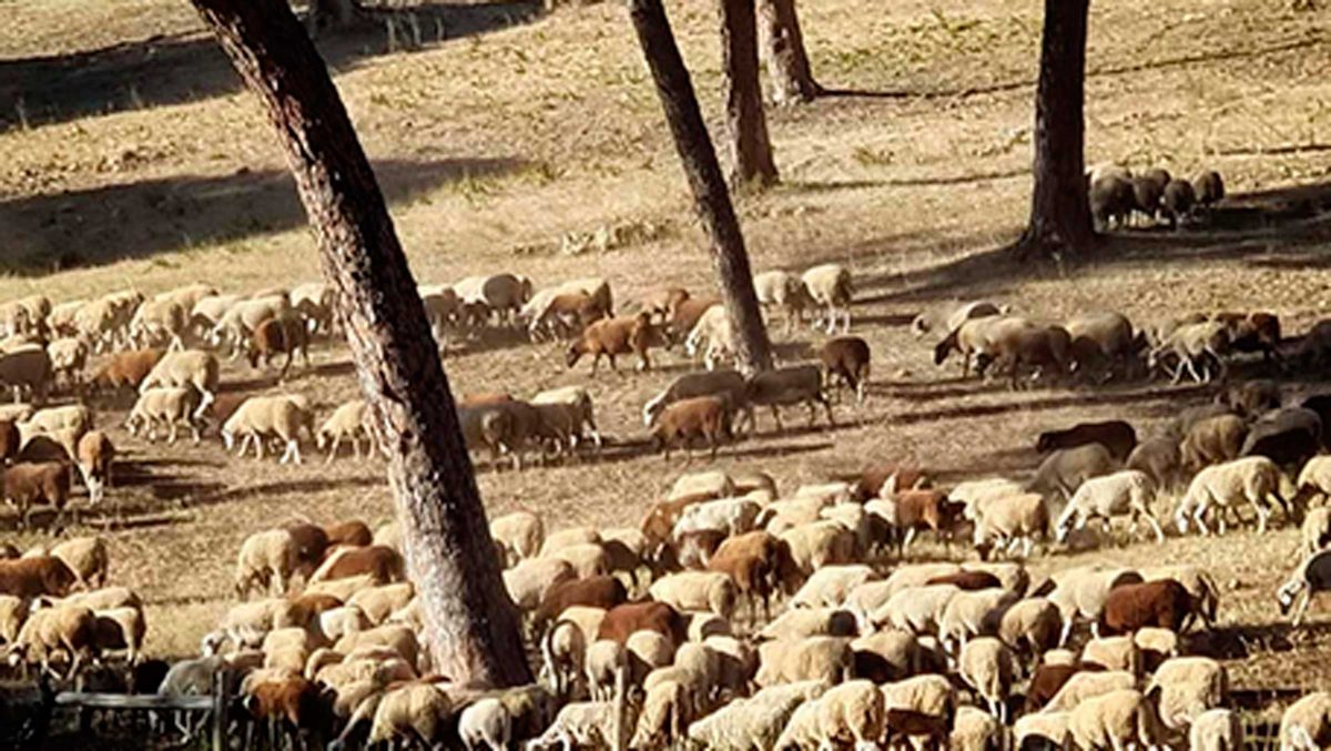 Un rebaño de ovejas entra en el pinar de Oromana.