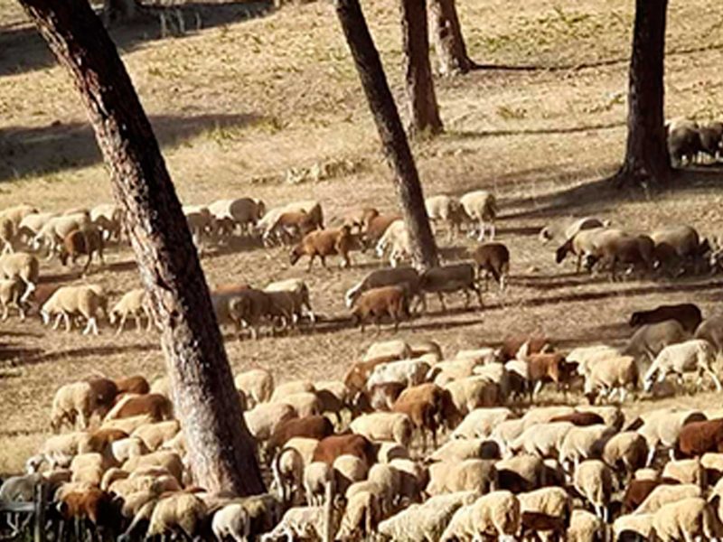 Un rebaño de ovejas entra en el pinar de Oromana.