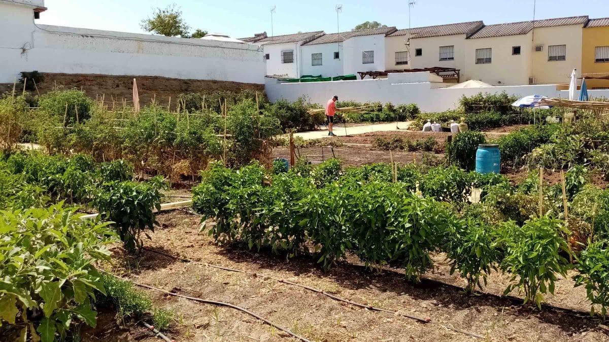 Imagen de recurso de un huerto urbano ecológico en Alcalá