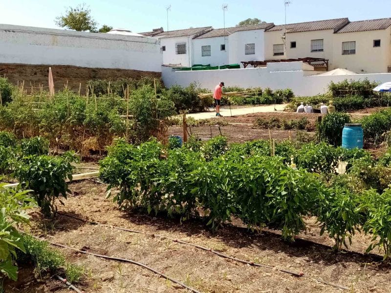 Imagen de recurso de un huerto urbano ecológico en Alcalá