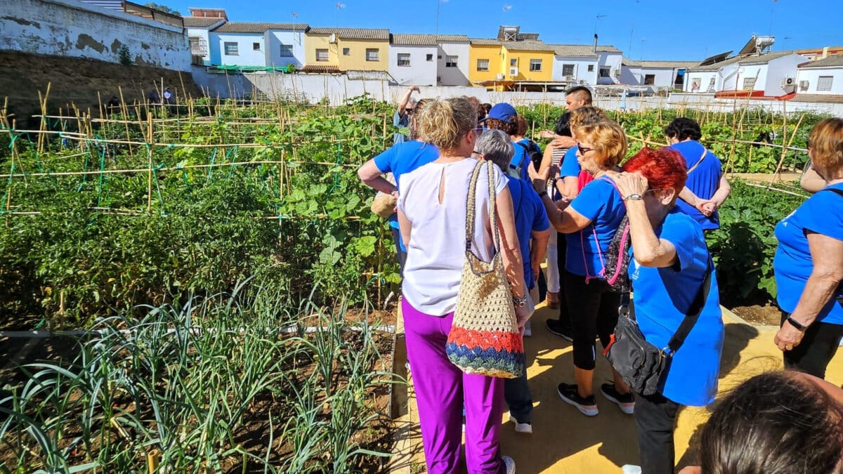Huerto urbano ecológico en Alcalá. LVA