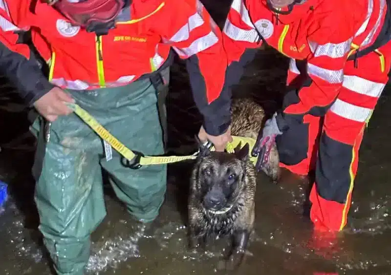Los bomberos de Alcalá rescatan a un perro en una finca. Bomberos de Alcalá