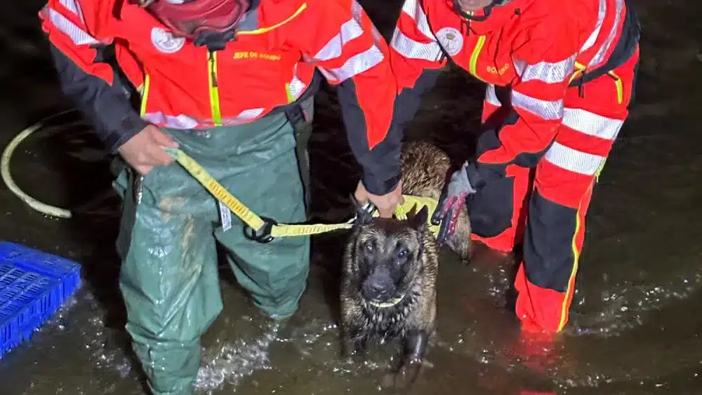 Los bomberos de Alcalá rescatan a un perro en una finca. Bomberos de Alcalá