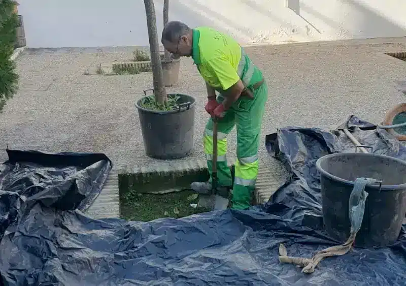 Operario de la empresa de mantenimiento plantando un árbol en un alcorque vacío. Lva