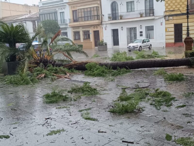 Palmera caída en la Plaza del Duque. Cedida