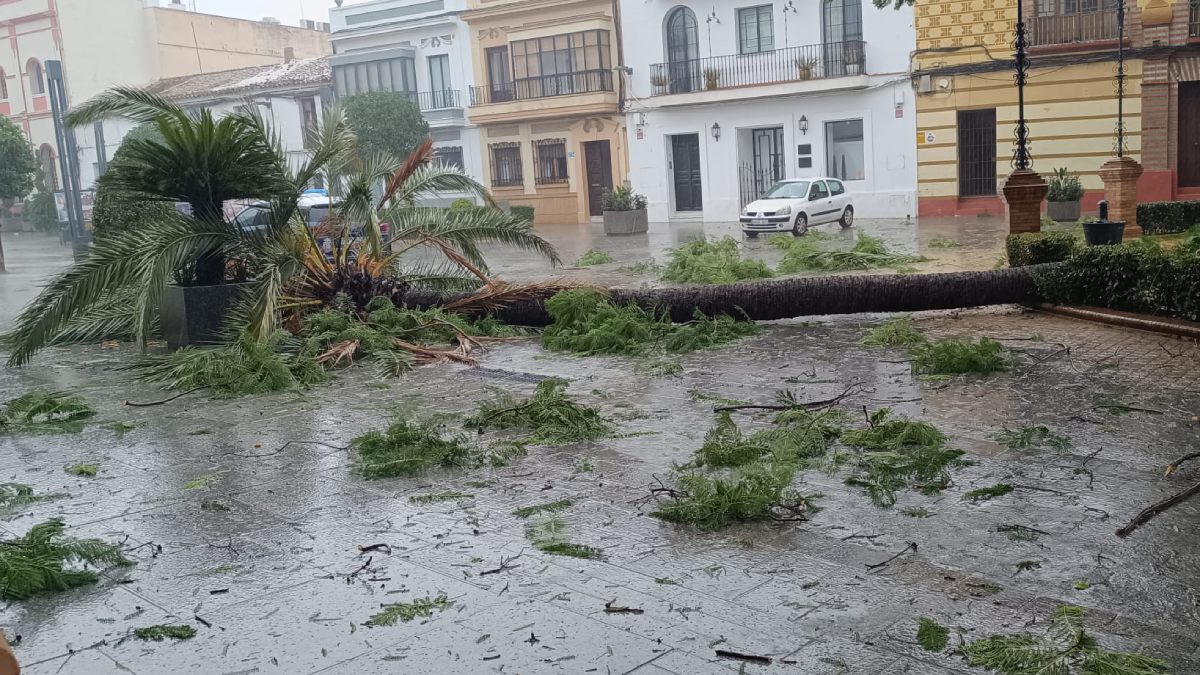 Palmera caída en la Plaza del Duque. Cedida