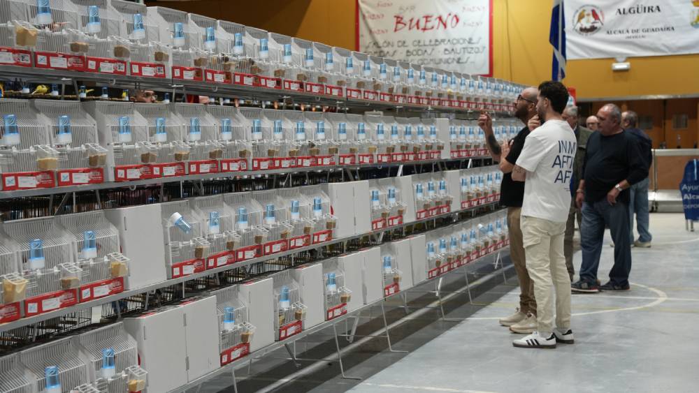 El Concurso Ornitológico Algüira reúne a 2000 ejemplares en una exposición con variadas formas y especies