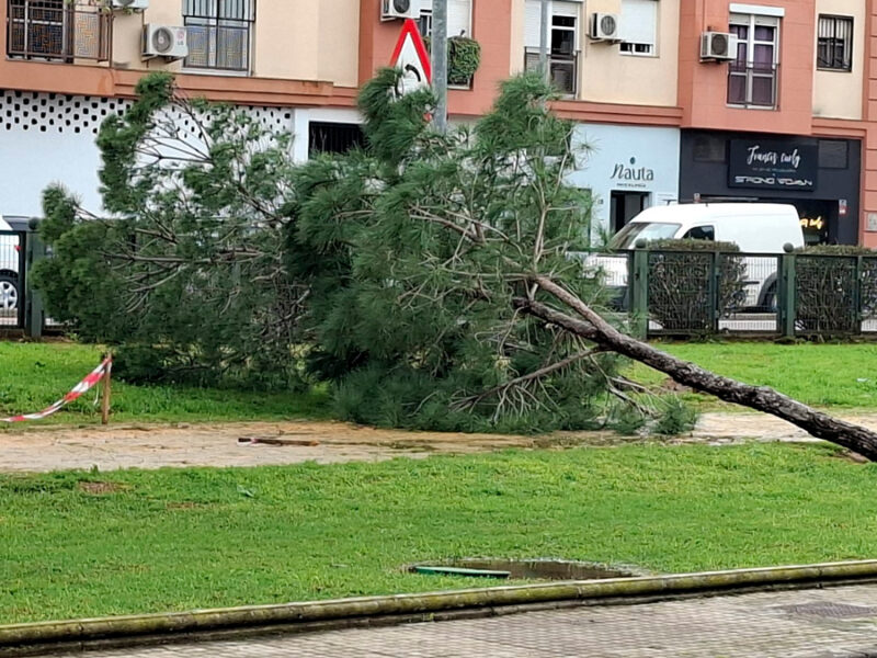 Las borrascas Joseph y Kristin han dejado a su paso por Alcalá de Guadaíra la caída de una docena de árboles