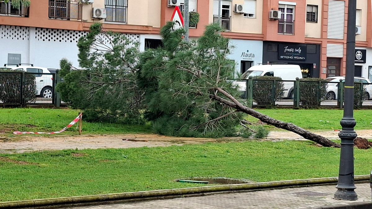 Las borrascas Joseph y Kristin han dejado a su paso por Alcalá de Guadaíra la caída de una docena de árboles