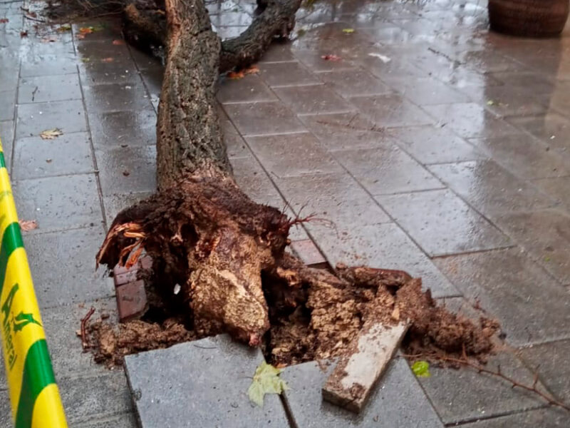 Árbol caído cerca del centro de salud Don Paulino - Lva
