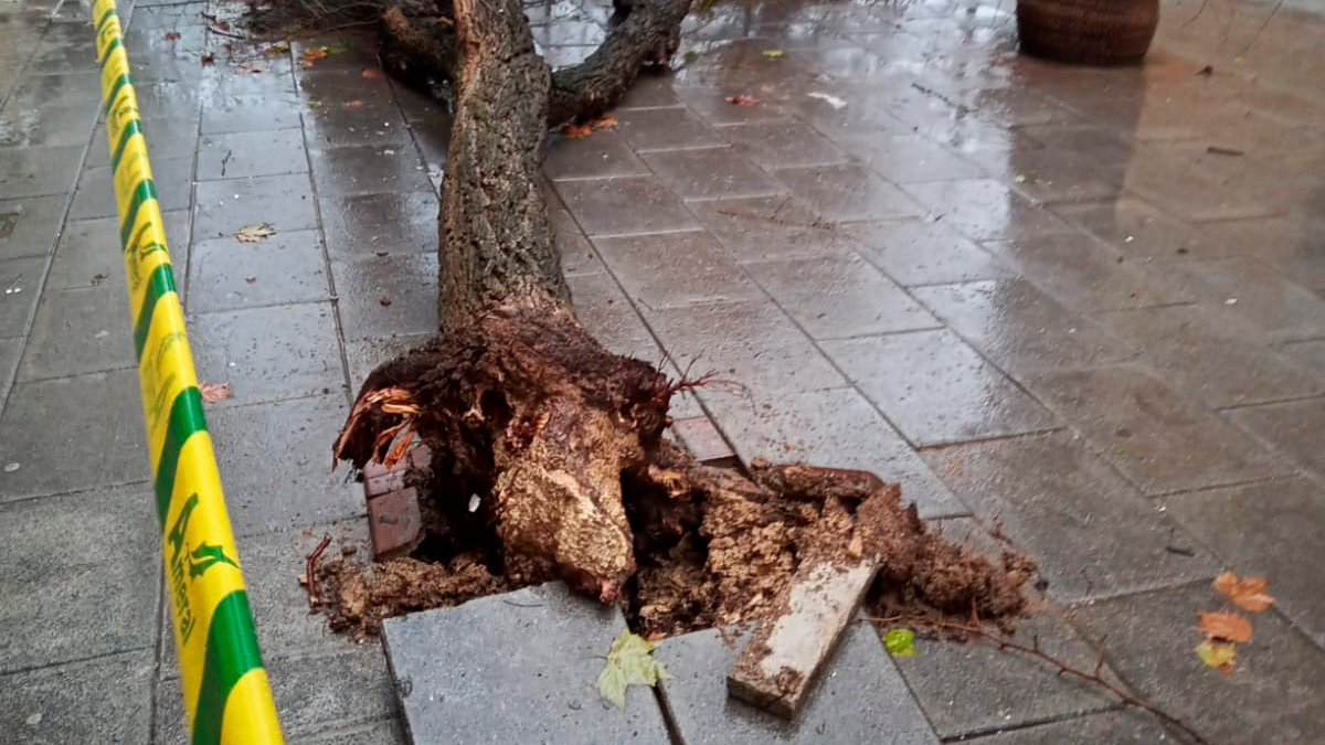 Árbol caído cerca del centro de salud Don Paulino - Lva