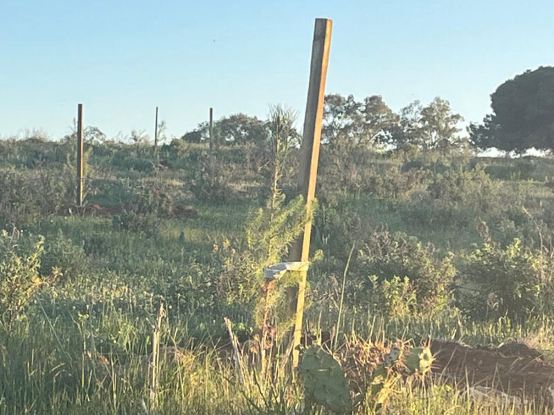 Alcalá refuerza su cinturón verde con la plantación de más de siete hectáreas de pinos en Oromana