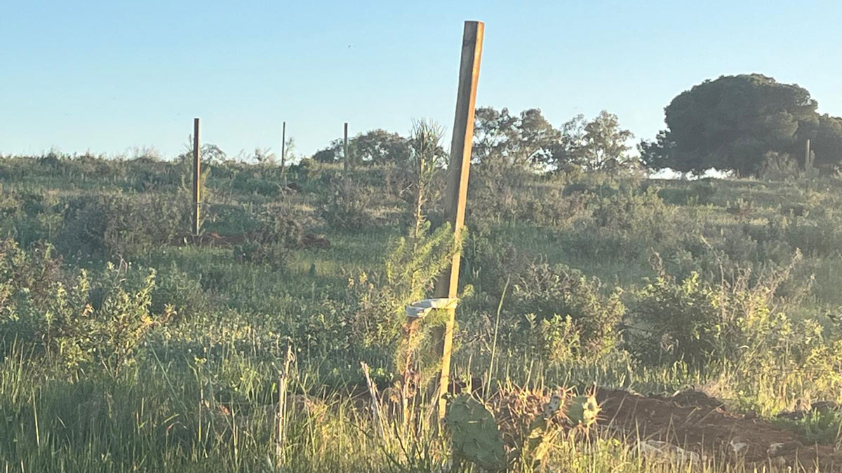 Alcalá refuerza su cinturón verde con la plantación de más de siete hectáreas de pinos en Oromana